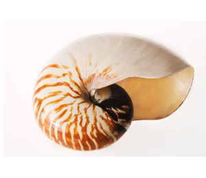 Le superbe coquillage Nautilus améliore la décoration intérieure avec un charme côtier pour des affichages et des arrangements élégants - Product Image 1
