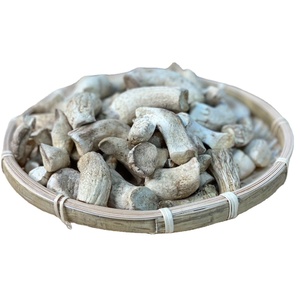 Cultivo de Reishi rojo Origen de venta superior del proveedor de Vietnam - Product Image 1