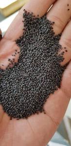 Semilla de albahaca pura cruda natural de alta calidad Vietnam Venta al por mayor Exportación a granel Mejor precio Semilla de albahaca de calidad superior para batidos Premium - Product Image 5