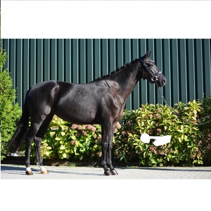 Caballo Snaffle Cuero Brida Fabricante Anatómico Doma Snaffle Cuero indio Cuero genuino Caballo Brida Fabricante - Product Image 5