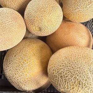 เมลอนคันตาลูปสดเกรด 1 - ความหวานสูง - เมลอนเกรดส่งออกจำนวนมาก - Product Image 4