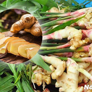 Organic <b>Fresh</b> <b>Ginger</b>: Grown with Care, Delivered at Peak Freshness - Product Image 2
