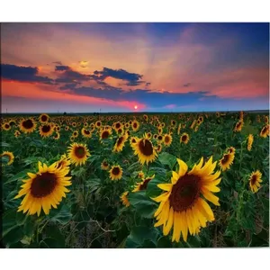Impression sur toile Champ de tournesols Fida au coucher de soleil rose - Product Image 6