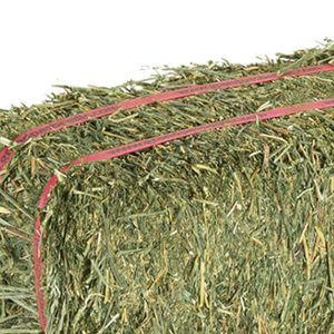 Meilleur prix pour l'alfalfa en vente, foin de haute qualité adapté au bétail, aux chevaux, au bétail, aux lapins et aux acheteurs en gros - Product Image 6