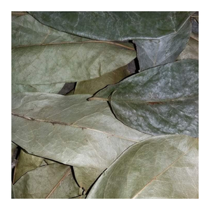 Annona muricata ใบ graviola soursop ใช้ในอุตสาหกรรมชาสมุนไพรสำหรับการผลิตเครื่องดื่มแช่ตลาดตะวันออกกลาง - Product Image 6