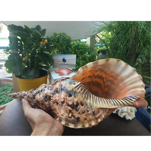 Vente en gros de coquilles de conque de trompette polies pour les projets de maison artistiques, la décoration intérieure et les cadeaux faits à la main - Product Image 4