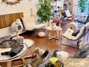 Marque personnalisée Forte Bulle Laiteuse SPA Pet chien <span class=keywords><strong>chat</strong></span> Machine À Laver pour hôpital pour animaux de compagnie magasin maison - Product Image 6