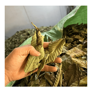 Feuilles de goyave séchées, matière première naturelle de feuillage de goyave, adaptée à la préparation de tisanes et au traitement des boissons, provenant du Vietnam. - Product Image 4