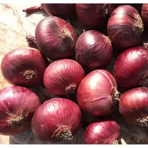 Fornitore di origine della migliore qualità di verdure fresche deliziose cipolla rossa fresca al prezzo di mercato all'ingrosso di qualità PREMIUM tutte le dimensioni