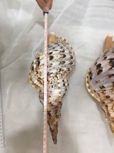 เปลือกหอยทากเปลือกหอยที่ไม่ซ้ำใครจากโรงงานเวียดนามเปลือกหอยทรัมเป็ตธรรมชาติเปลือกหอยหอยทากเปลือกหอยสำหรับ DIY - Product Image 6