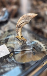 Le plus haut savoir-faire casher Shofar meilleure qualité corne de bélier naturelle mouton poli écologique à des fins religieuses soufflant - Product Image 2