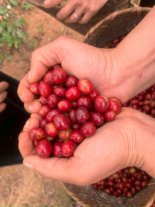 กาแฟโรบัสต้า 100% แบบซองกรอง ฟูลซิตี้โรสต์ 7 ซอง/กล่อง ผลิตที่เมืองสันลา เวียดนาม แบรนด์ Konnai OEM ขายส่ง B2B ปริมาณขั้นต่ำในการสั่งซื้อน้อย - Product Image 6