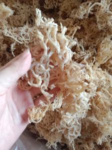 มอสจากธรรมชาติอบแห้งแบบไอริชมอส (cottonii สาหร่ายทะเล/Eucheuma cottonii) กล่องแปรรูปปรุงรสบรรจุในราคาที่แข่งขันได้ - Product Image 5