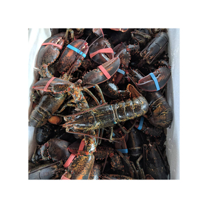 Homards frais à vendre, disponibles en différentes tailles pour diverses recettes. - Product Image 4