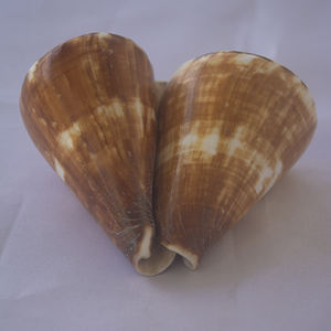 Conus vexillum Gmelin เปลือกหอยเครื่องประดับธรรมชาติเปลือกหอย conidae Conus เปลือกหอยขัดขนาด6-8ซม. - Product Image 5