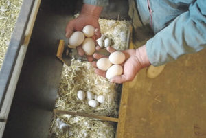 Fournisseur d'œufs de poulet provenant de fermes allemandes, vente directe à bas prix - Product Image 3