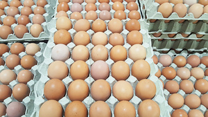 Huevos Frescos de Gallina Marrón de Alta Calidad Estándar de Exportación a Granel, Huevos Fértiles para Incubar de Vietnam con 120 Días de Vida Útil - Product Image 5