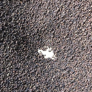 พริกไทยดำของเวียดนามสะอาดและแห้ง-เครื่องเทศร้อน-taste-sun-dried-500g ธรรมชาติ/ลิตร550กรัม/ลิตร - Product Image 1