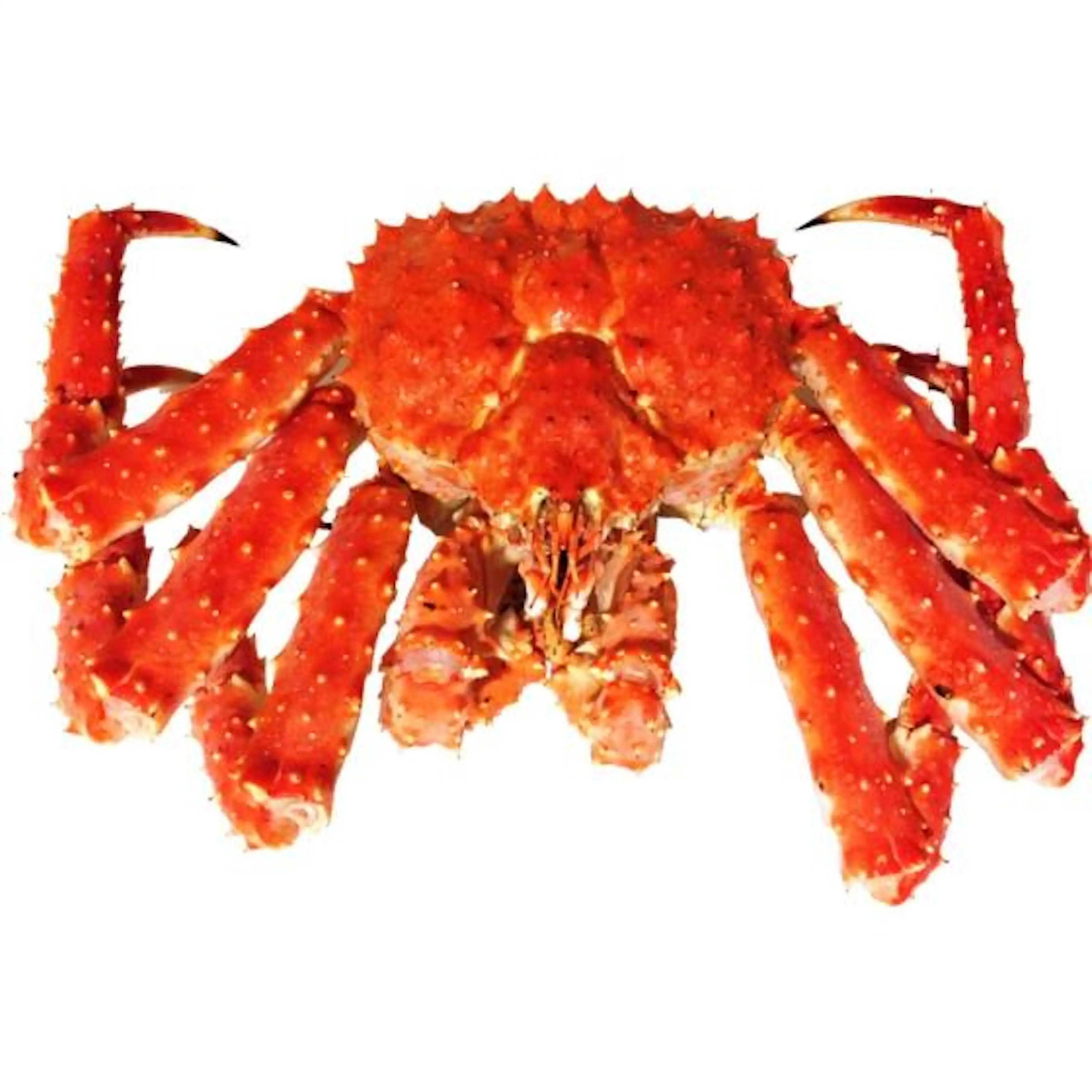 Hot Sale Best Quality Frozen / Fresh Cleaned Whole Red King Crab For sale.