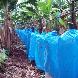 Sac banane en plastique d'usine du Vietnam pour la protection de la croissance sac de couverture de fruits PE bleu vert pour l'utilisation d'agriculture de ferme en gros - Product Image 5