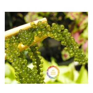 DÉLICIEUX RAISINS DE MER SÉCHÉS NATURELS QUALITÉ SUPÉRIEURE FRAIS IDÉAL POUR L'EXPORTATION MONDIALE FABRIQUÉ AU VIETNAM - Product Image 1