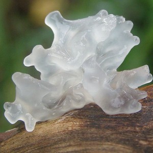 เห็ดหิมะจำนวนมากสำหรับทำอาหาร เห็ดหิมะ อาหารพิเศษของเวียดนาม - Product Image 4