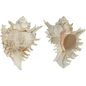 Antieke Murex Zeeslakken Shell Collectible Europa Seashell Art Nautische Stijl Coquilles Shell Ambachten Shell Zeeslakken