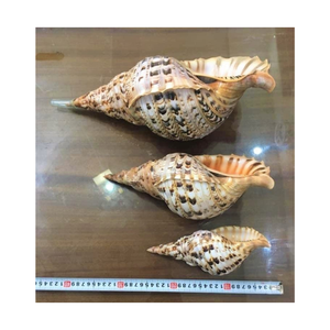 Tritón de trompeta natural para decoración de conchas marinas grandes, concha de caracol decoración del océano regalo de playa tamaño grande y alta calidad - Product Image 3