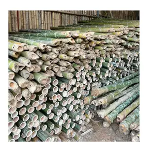 Doğal bahçe kullanımı için bambu bambu direkleri: açık bahçe çit için uygun fiyatlı bir doğal yapı malzemesi