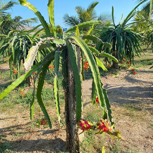FRUTA DEL DRAGÓN ROJA SABROSA, NUTRITIVA Y DESLUMBRANTE, FRESCA, 100% PURA, DE TECHMIFOOD VIETNAM - Product Image 1