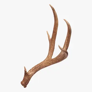 deer antlers of the best quality, without heat treatment Natural Origin Type Life Grade ISO