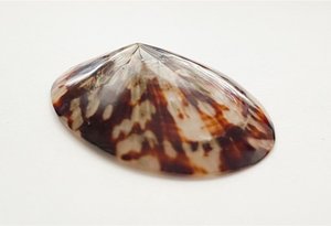 Conchas de Caracol pulidas, conchas de mar grandes, LIMPET, arte de concha de Vietnam - Product Image 4