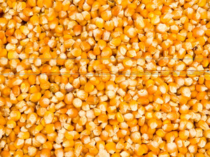 Maíz Amarillo Seco Sin OMG - 100% Puro y Natural, Alto en Proteínas, Bolsas de PP de 25/50 kg - Product Image 3