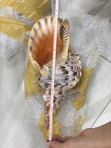 หอยสังข์ไทรทันขนาดใหญ่สำหรับตกแต่งภายในบ้านและจัดแสดงโต๊ะ - Product Image 3
