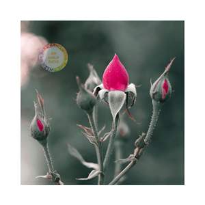 VENTA RÁPIDA DE 2025 BROTES DE ROSA SECADOS FÁBRICA DE BROTES DE ROSAS FRESCAS AL POR MAYOR ENTREGA RÁPIDA BROTES DE ROSA SECAS MEJOR HIERBA DE TÉ DE SALUD - Product Image 6