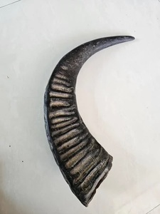 หัวเขาควายและฮอร์นหัวเขาควายจำนวนมากทำจากธรรมชาติ - Product Image 4