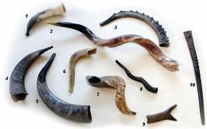 Shofar de Cuerno de Carnero de Primera Calidad, Shofar Natural para Tocar en Rosh Hashaná, Shofar Kosher de Primera Calidad, Cuerno de Carnero Pulido - Product Image 2