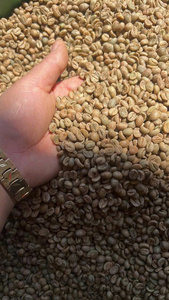 เมล็ดกาแฟอาราบิก้าออร์แกนิคแบบเป็นมิตรต่อสิ่งแวดล้อม ปลอดสาร GMO เกรด GCB26 ยี่ห้อ IIGLOBAL จากแลมตง เวียดนาม ขายส่งเพื่อการส่งออก - Product Image 4