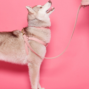 สายรัดหน้าอกสุนัขหนังระบายอากาศได้มาใหม่พร้อมหัวเข็มขัดปรับแต่งสีและขนาดได้อย่างยั่งยืน - Product Image 6