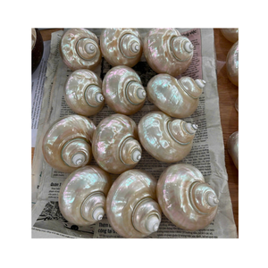 Decoración de concha y manualidades de interior con Concha en blanco y verde del fabricante de Vietnam 99 Gold Data - Product Image 6