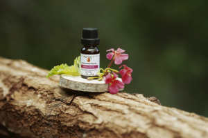 Aceite Esencial de Geranio, Extracto de Hoja con Citronelol y Granenol, 100% Puro, Destilado al Vapor, en Bidón Azul de HDPE de 25L - Product Image 4