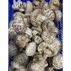 Vente en gros en vrac de champignons shiitake séchés de haute qualité champignons de la forêt noire du Vietnam