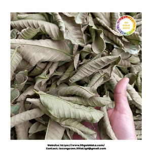 Hojas secas de guayaba procesadas naturalmente, perfectas para las compañías de té, fabricantes de cosméticos y marcas de hierbas - Product Image 5