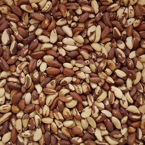 Premium Roasted Brazil <b>Nuts</b> Natural Raw <b>Nuts</b> with Medium Large Extra Large Sizes Edible Wholesale <b>Mix</b> - Product Image 1