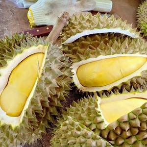 Calidad Premium Khey Taladthai Grade Monthong Durian 0,5 kg Recién cosechado Empaquetado para una frescura óptima Bursting Rich Durian - Product Image 2