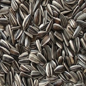 Graines de tournesol Miriam - Durée de conservation de 2 ans - Product Image 1