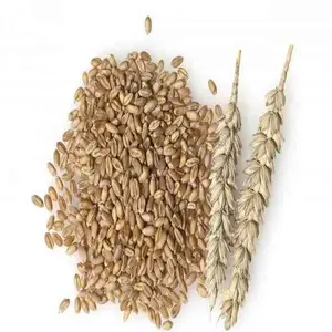 Calidad increíble trigo integral a la venta grano de trigo al por mayor comprar grano de trigo