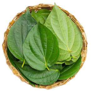 {HOT-SALE 2024} -BETEL FRAIS/Feuilles de bétel 100% NATURELLES/LE MEILLEUR PRIX/EXPORTATION DU VIETNAM - Product Image 1