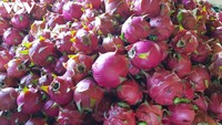 Zeer Concurrerende Prijs Pitahaya Voor Export Pitaya Fruit Nieuw Gewas Drakenfruit Hoge Kwaliteit