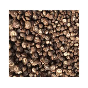 Cogumelos Shiitake secos cultivados no Vietnã com o cogumelo mais barato Trufa preta de alta qualidade no atacado fresco